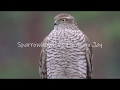 Sparrowhawk catches Eurasian Jay. 4k Slowmotion with GH5