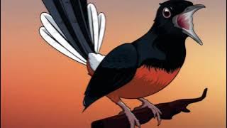 ISIAN MURAI BATU SINAR JAYA || cocok buat masteran burung jawara