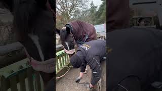 Lilly Enjoying Her Horse Pedicure 💅🏼 #Farrier #Shorts #Asmr #Satisfying #Horse #Oddlysatisfying