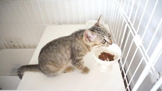 生後3か月の子猫のご飯タイム♡カリカリ＆ウェットフードの比較もしてみました。