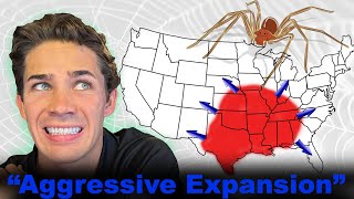 Brown Recluse Spiders - What You've Been Told is Totally Wrong