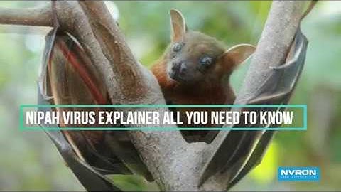 Nipah virus Explainer : All you need to know