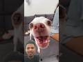 Kuchi kuchi dog enjoy 😂🤣@eviatarozeri #funny #dogs #youtubeshorts #viralvideo #trending