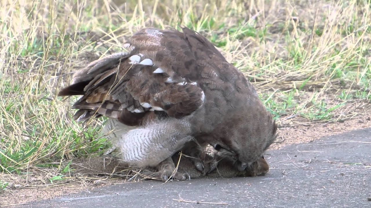 Verreaux's Eagle Owl with Freshly-killed Mongoose 