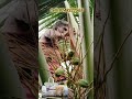தென்னை மரங்களில் உள்ள அனைத்து நோய்களுக்கும் தீர்வு! #agriculture #organicfarming #coconut #farming