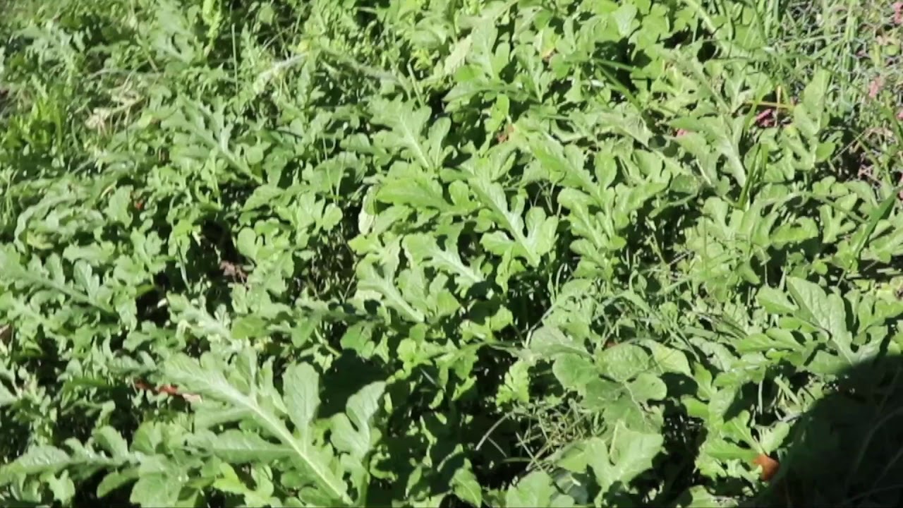 A Late Garden Pep Talk