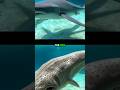 Why Sea Creatures Are Scary #shorts #viralvideos #shortsfeed