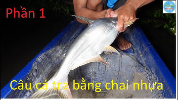 796 | Thả câu cá tra bằng chai nhựa P1 | Fishing