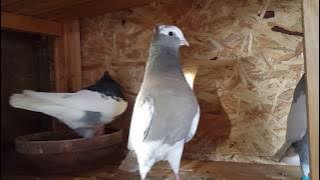 حمام ايراني طيار /Irani duvor /Irani Pigeons