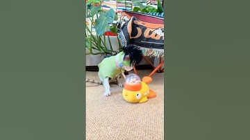 Cat Dressed Up As Rapper Rock Star - LOL - 555 #cat #rapper #rockstar #lol #555 #shorts #short