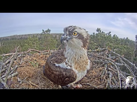 Zivju ērgļi (Pandion haliaetus) Kurzemē - LDF tiešraide