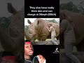 Who's More Dangerous? Rhinoceros vs Hippo