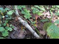 Как растут грибы лисички