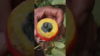 Buah Peundang, makal fruit, redball snake gourd