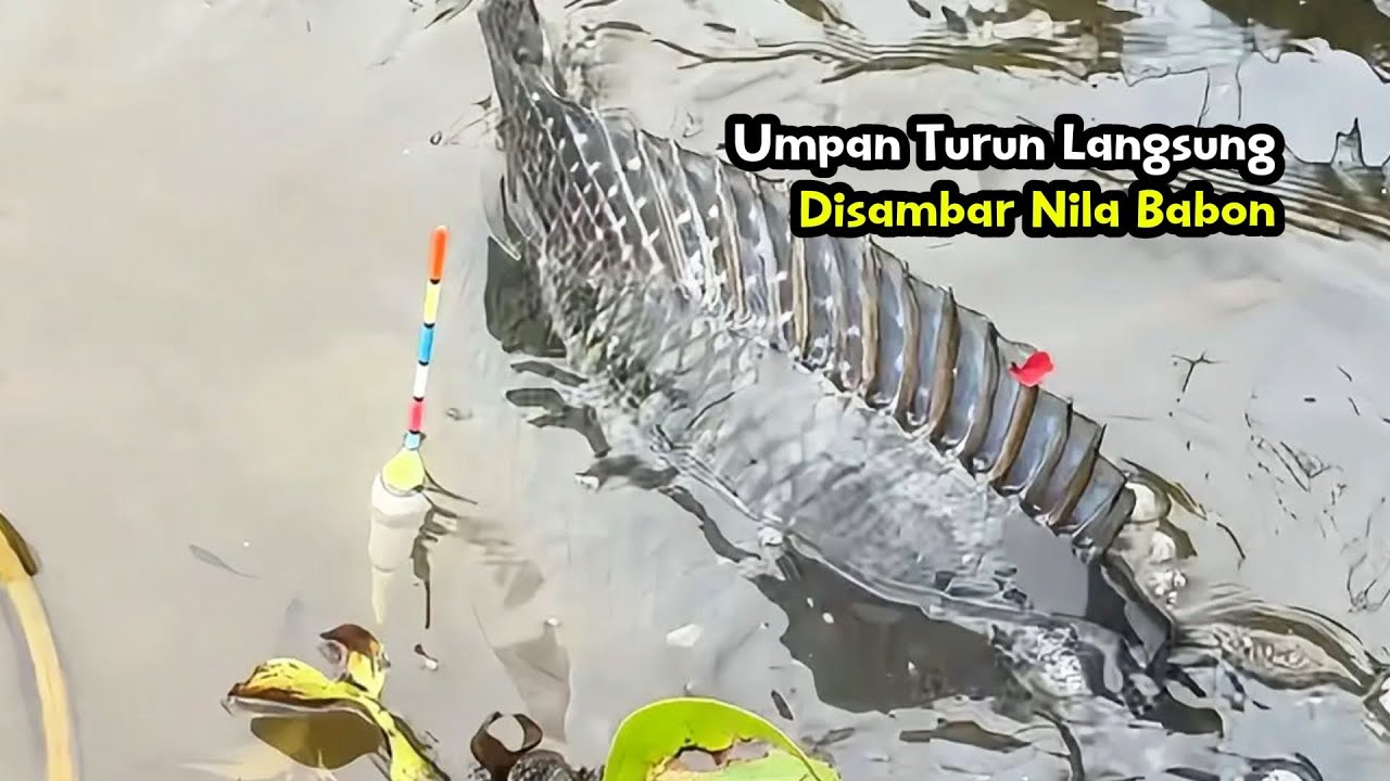 Umpan turun langsung di sambar nila babon