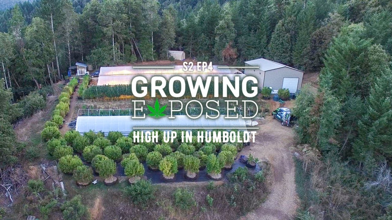 GROWING EXPOSED SEASON 2 EPISODE 4: High Up In Humboldt