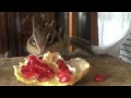 Tamia Giapponese - scoiattolo che mangia un melograno