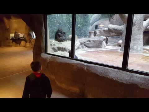 Gus the baby gorilla at Fort Worth Zoo
