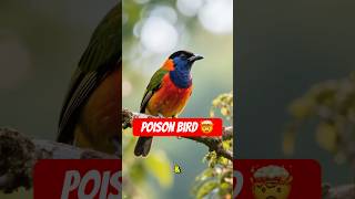 "The ONLY Poisonous Bird on Earth!🐤😱#dailyfacts #animalfacts