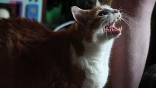 Cat Meows For Follows