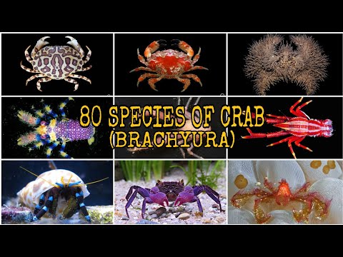 80 SPECIES OF CRAB (Brachyura)