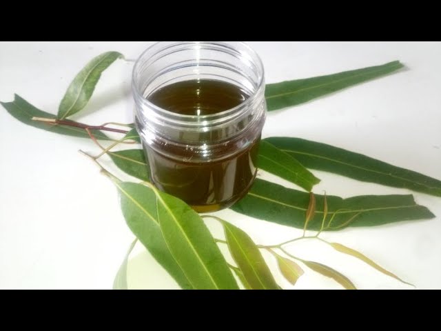How To Make Eucalyptus Oil For Hair Skin Cold Youtube How To Make Eucalyptus Oil For Hair Skin Cold Youtube