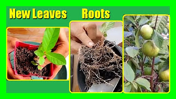 Grow Guava from Cuttings Using Aloe Vera | 100% Success Fast Rooting Method