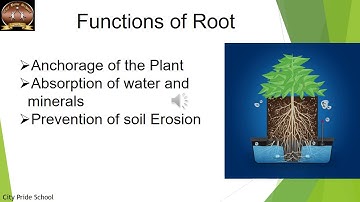 Class 6- Science-Video-Plants Form and Function 2
