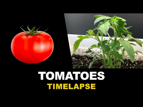 Growing Tomatoes From Seeds Time Lapse (45 days)