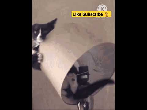 funny cat 🐈 pity kitty 😺 #shot #video