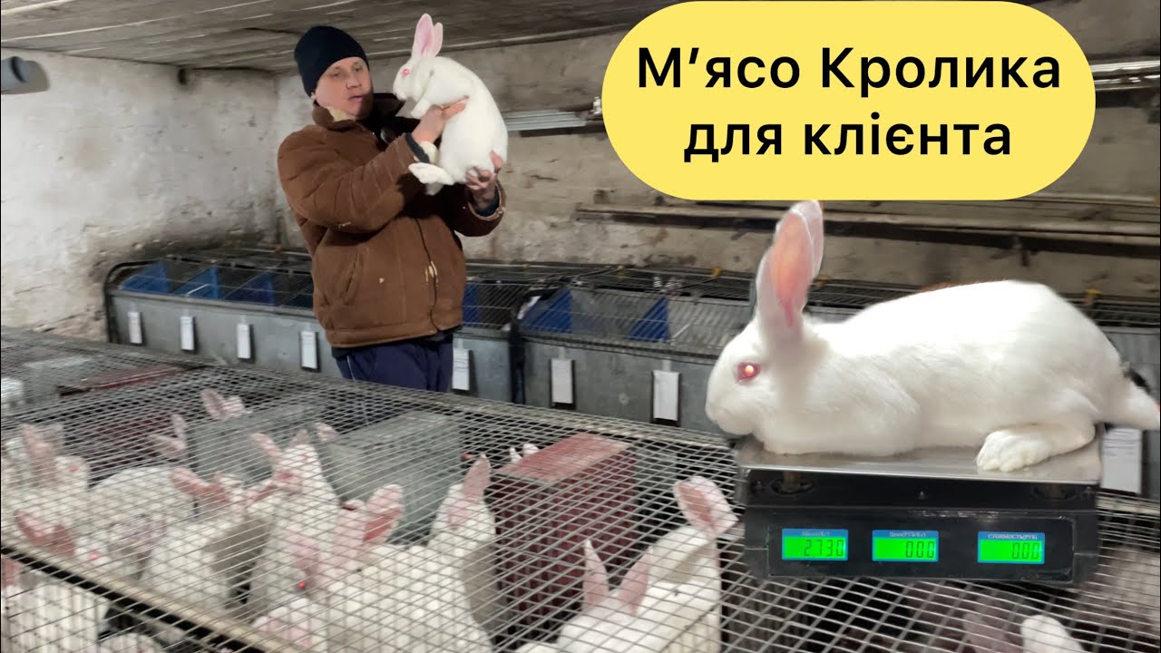 КЛІЄНТ ЧЕКАВ НА НИХ! ВИБИРАЄМ КРОЛИКІВ в 2.5 міс НА МʼЯСО