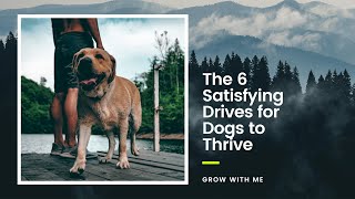 Unleashing Happiness: The 6 Satisfying Drives for Dogs to Thrive