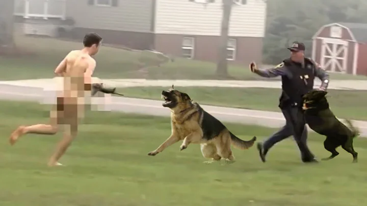 This is Why The Police Use These Dogs - DayDayNews