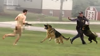 This is Why The Police Use These Dogs screenshot 4