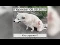 Перехват 06.08.2020 Кто стреляет?