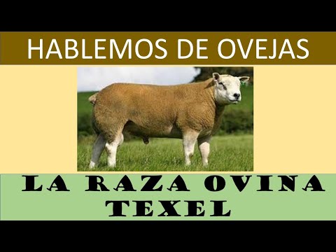 Video: Raza de oveja nativa holandesa: Drenthe Heath Sheep (Drents Heideschaap)