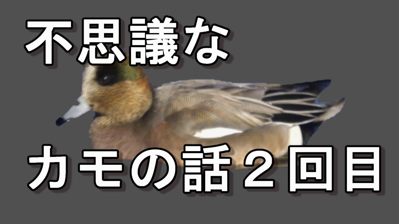 Birdwatching] Stories about mysterious ducks, Part 2: Eurasian
