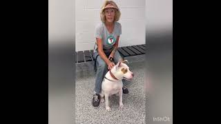 Meet Hercules A Terrier American Pit Bull Currently Available For Adoption 962022 93041 Am