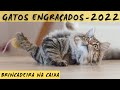 Gatos Engraçados 2022 / Como Divertir seu Felino