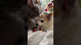 A Cat Puts Up With Grumpy Chihuahua || ViralHog