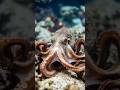 Octopus and their three hearts #animals #seacreatures #octopus #sea #youtubeshorts