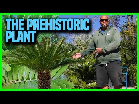 The Facts about Cycads | Earth Works Jax