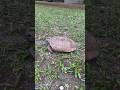 Turtle in the yard . Turtle. Черепаха у нас в гостях. #turtle #nature #yard #guests #черепаха #сша