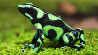 10 Most Beautiful Frogs in the World