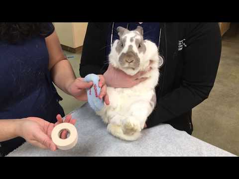 How to place bandages on Rabbit feet