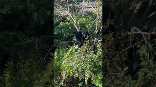 Bear Spotted in a Tree During A Surprising Wildlife Encounter