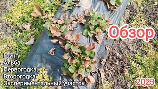 Грунтовая клубника Альба. Обзор.