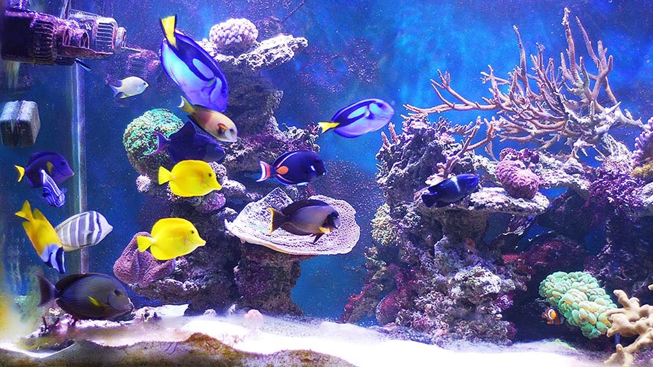 Bel aquarium virtuel n°14 musique douce, relaxante, zen, guitare