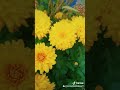 ماجد الرسلاني مساء الورد والريحان مساء المغرم الولهان ماجد الرسلاني مساء الورد والريحان مساء المغرم الولهان