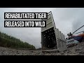 Russia tiger released into the wild after rehabilitation  wwfrussia